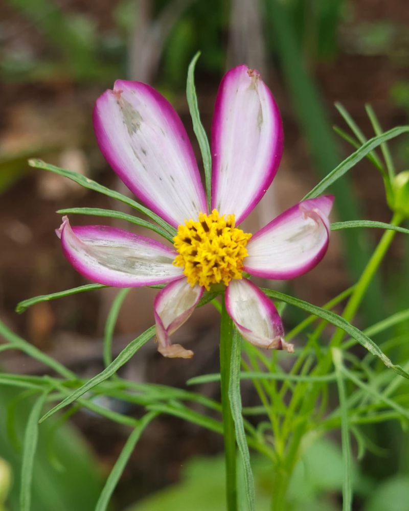Cosmos