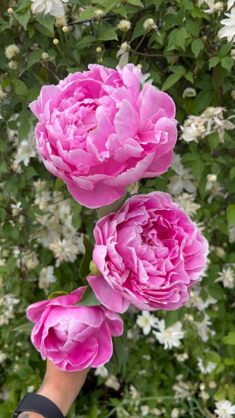 Peonies