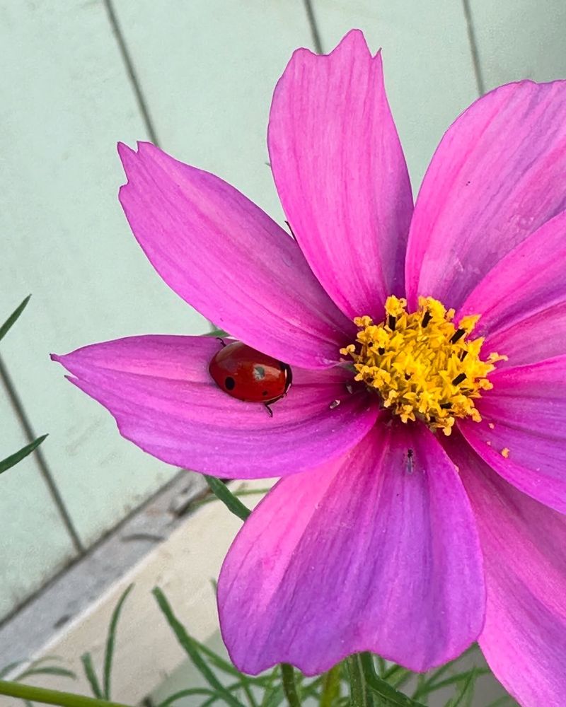 Cosmos