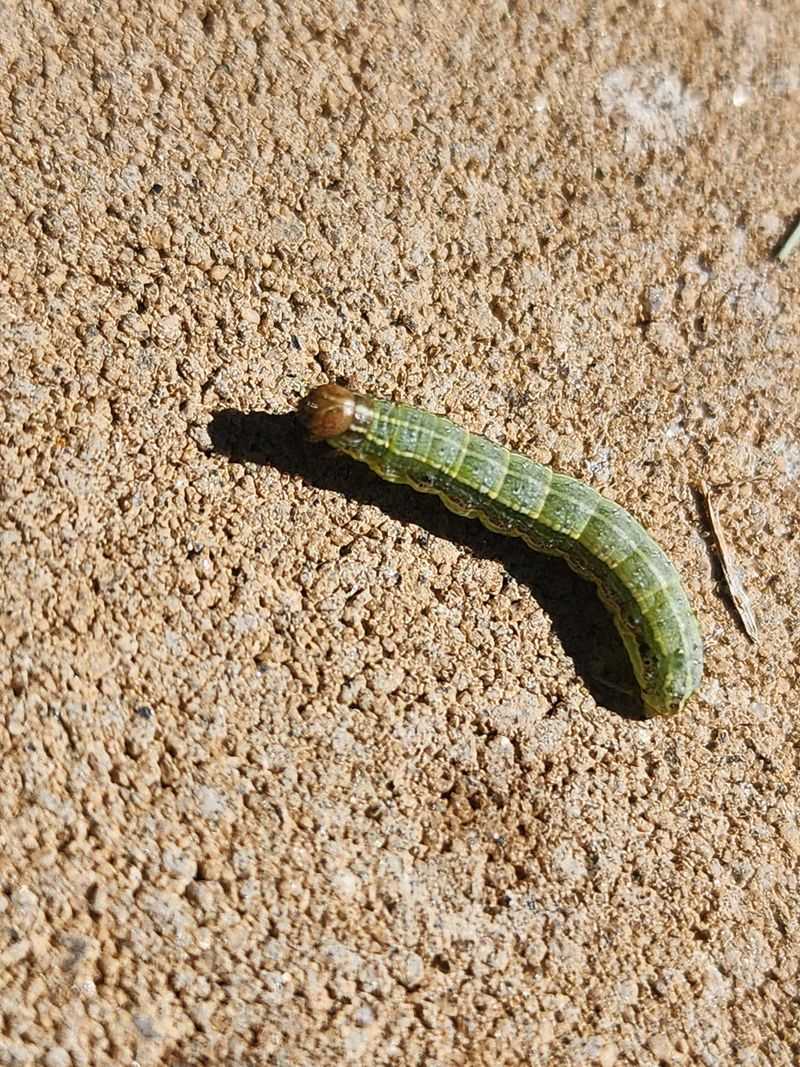 Armyworms