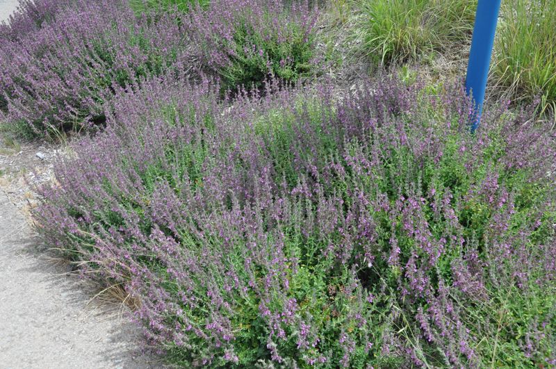 Hardy Growth In Poor Soil