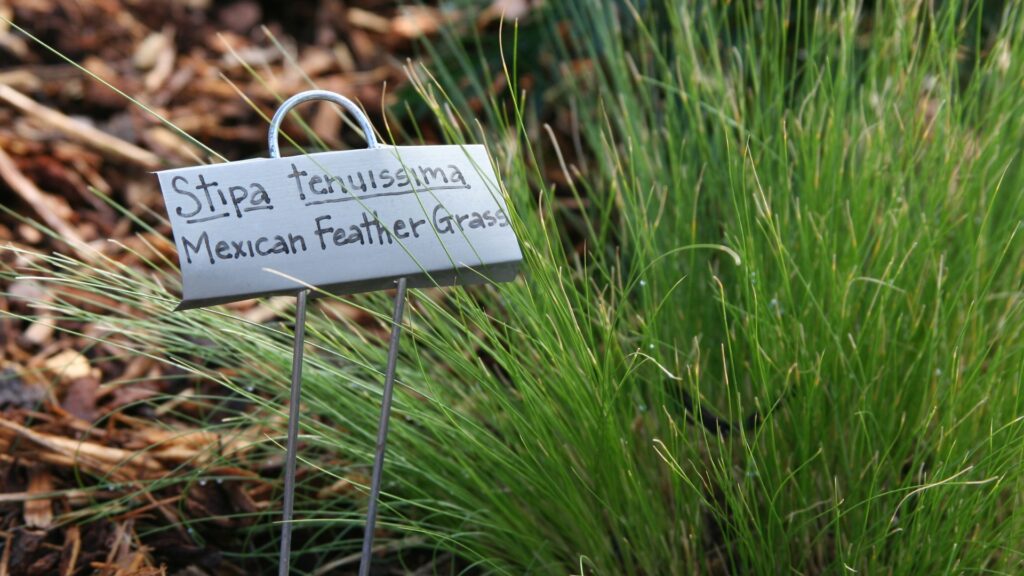 Mexican Feather Grass