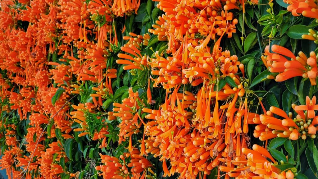 Mexican Flame Vine