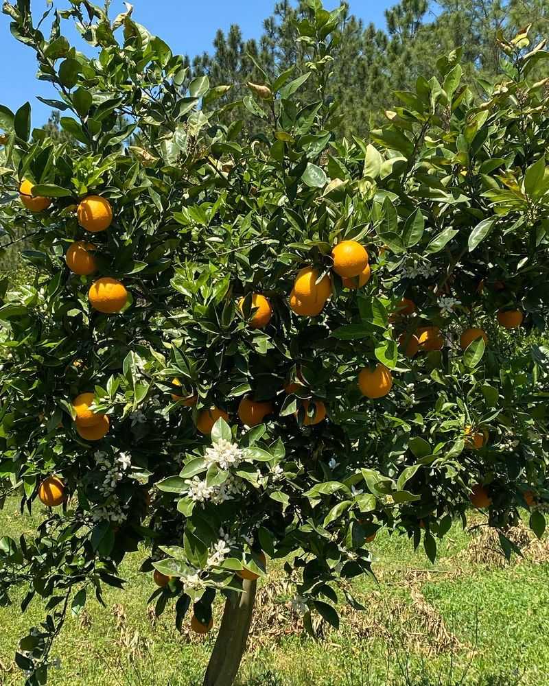 Valencia Orange