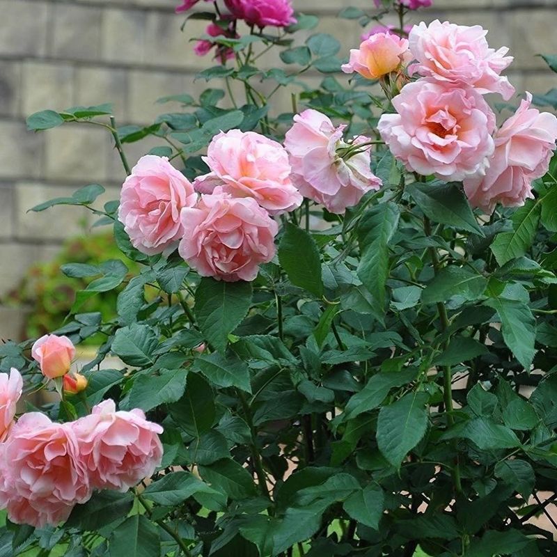 Carla Fineschi Rose