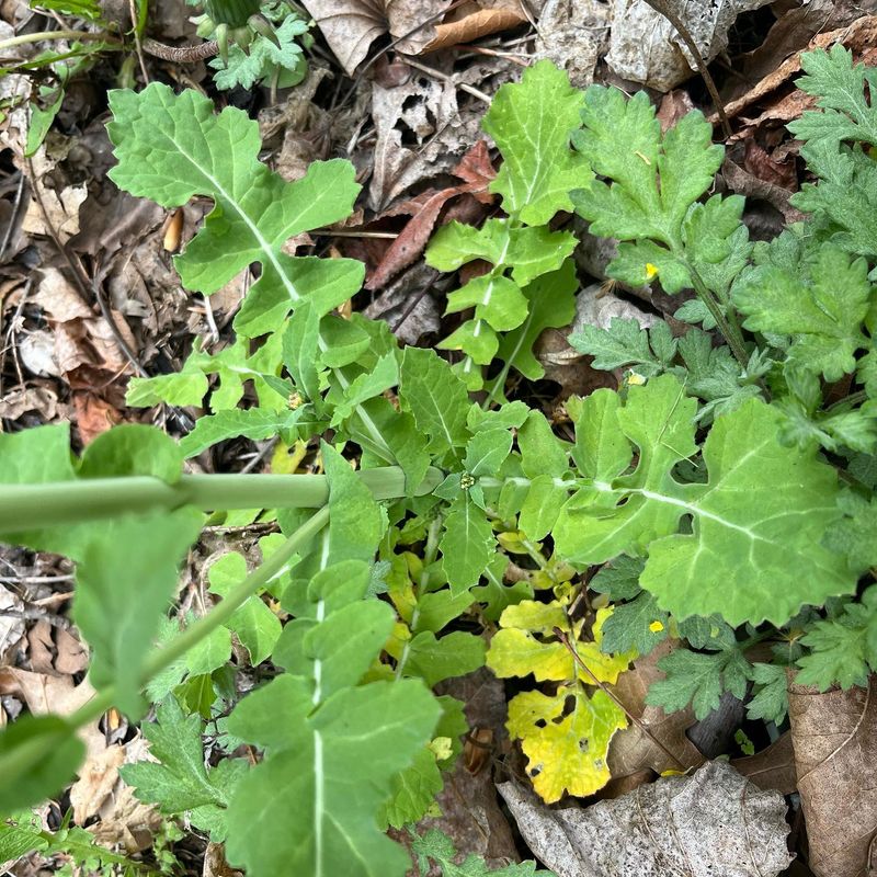 Hedge Mustard