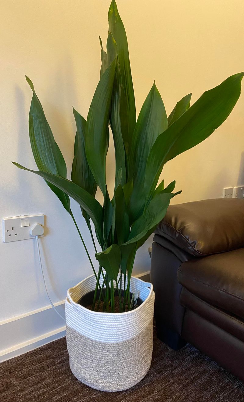 Cast Iron Plant