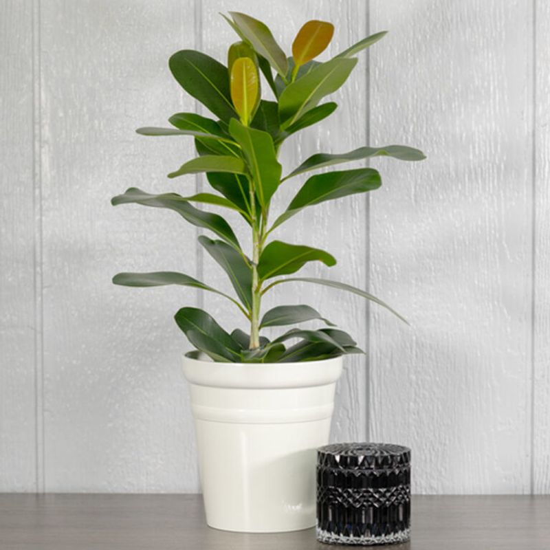 Bring Plants in During Cold Snaps