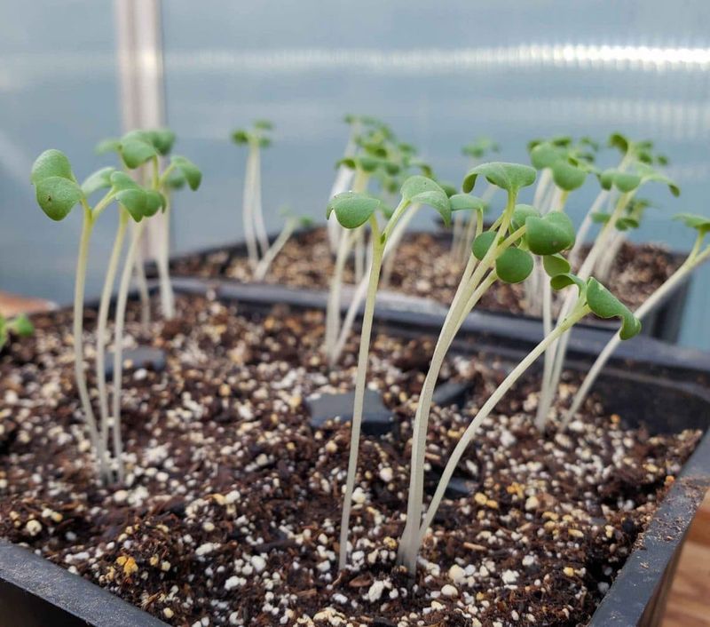 Provide Support For Tall Seedlings