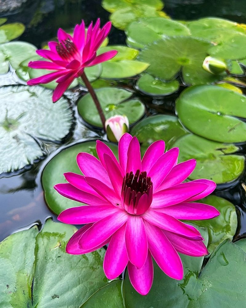Night Blooming Lilies