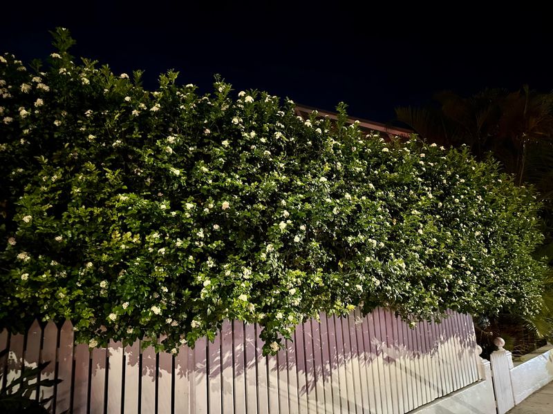 Night-Blooming Jasmine