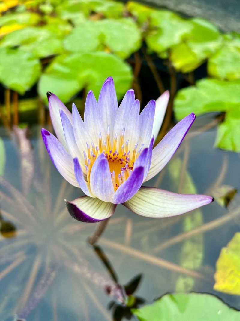 Night-Blooming Water Lily