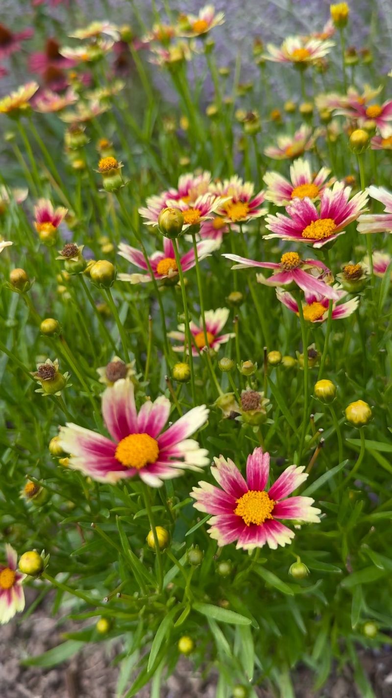 Coreopsis
