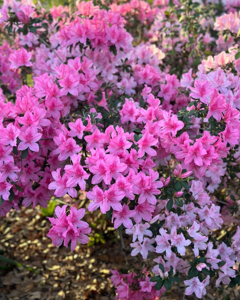 Azalea