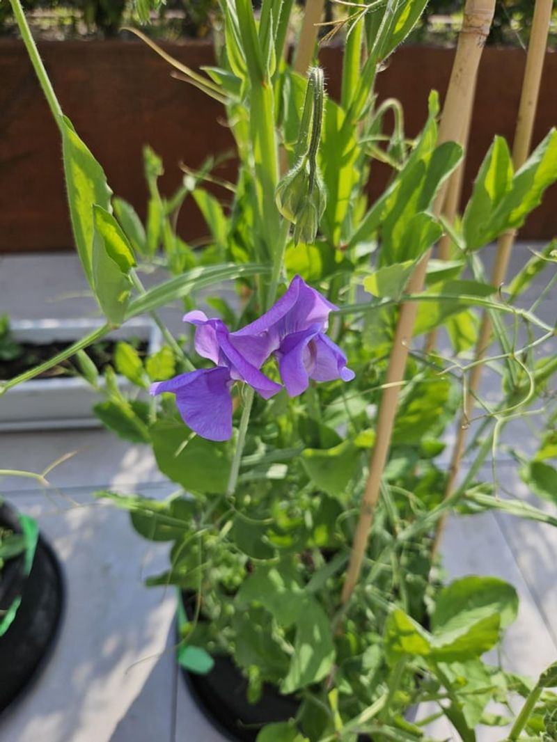 Perennial Sweet Pea