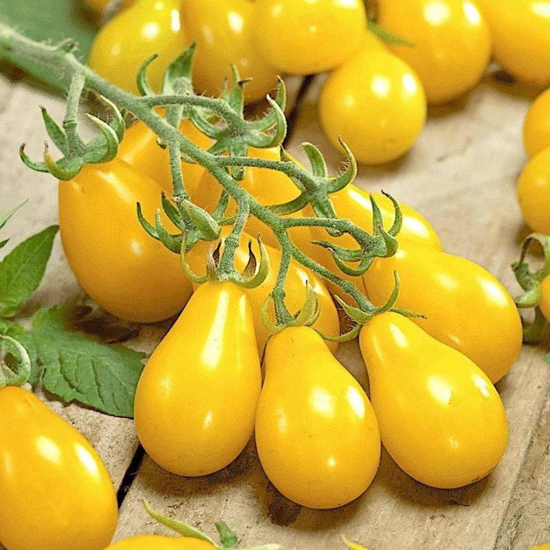 Yellow Pear