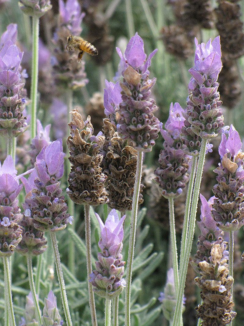 Lavender