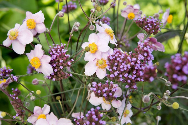 Companion Planting