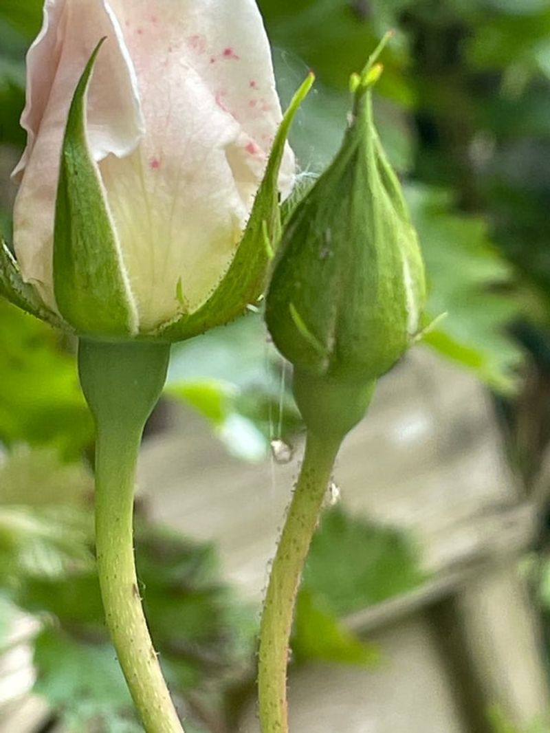 Control Pests Naturally