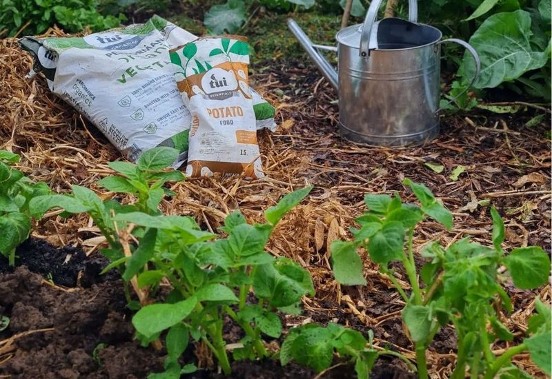 Fertilize At Critical Stages
