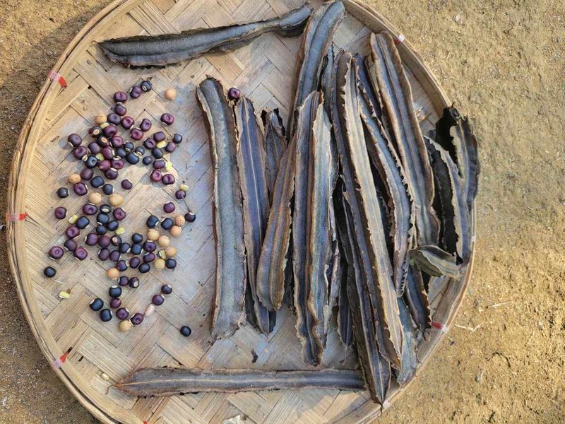 Seed Saving
