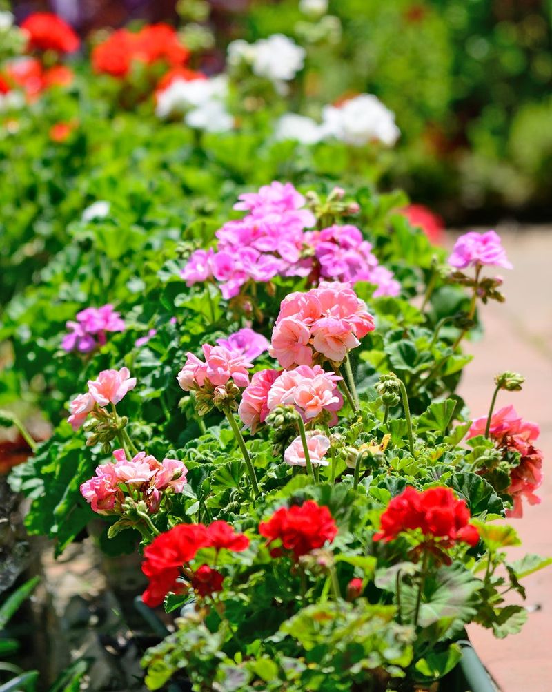 Planting Summer Annuals