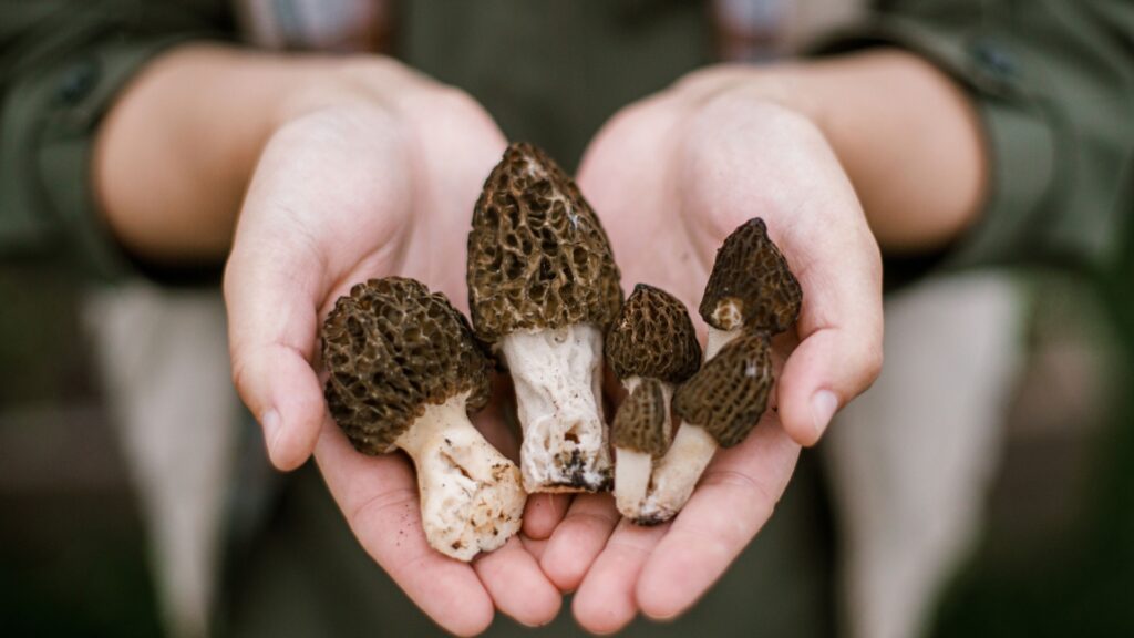 woman holding a handful of mushrooms