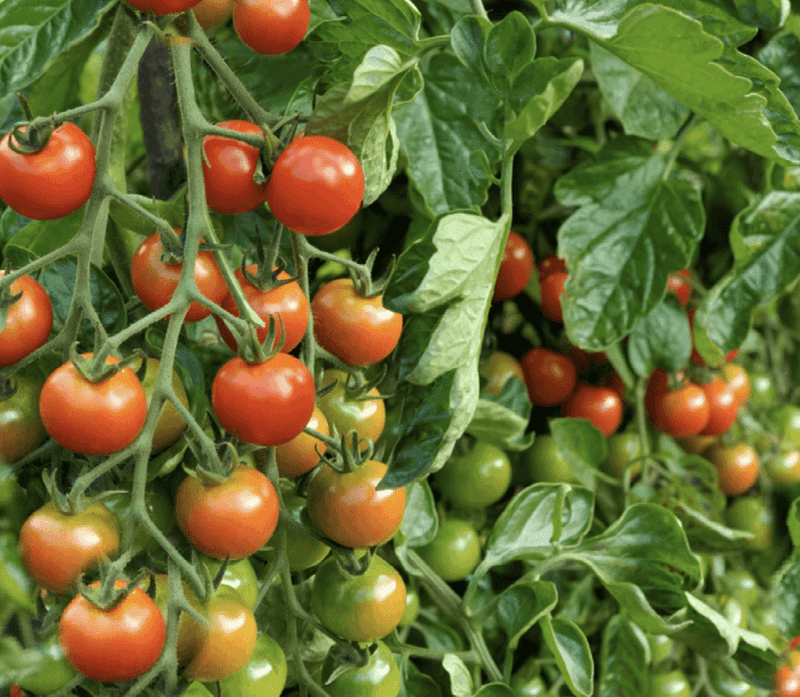 Tomatoes Can’t Survive a Light Frost—Protect Them Well!