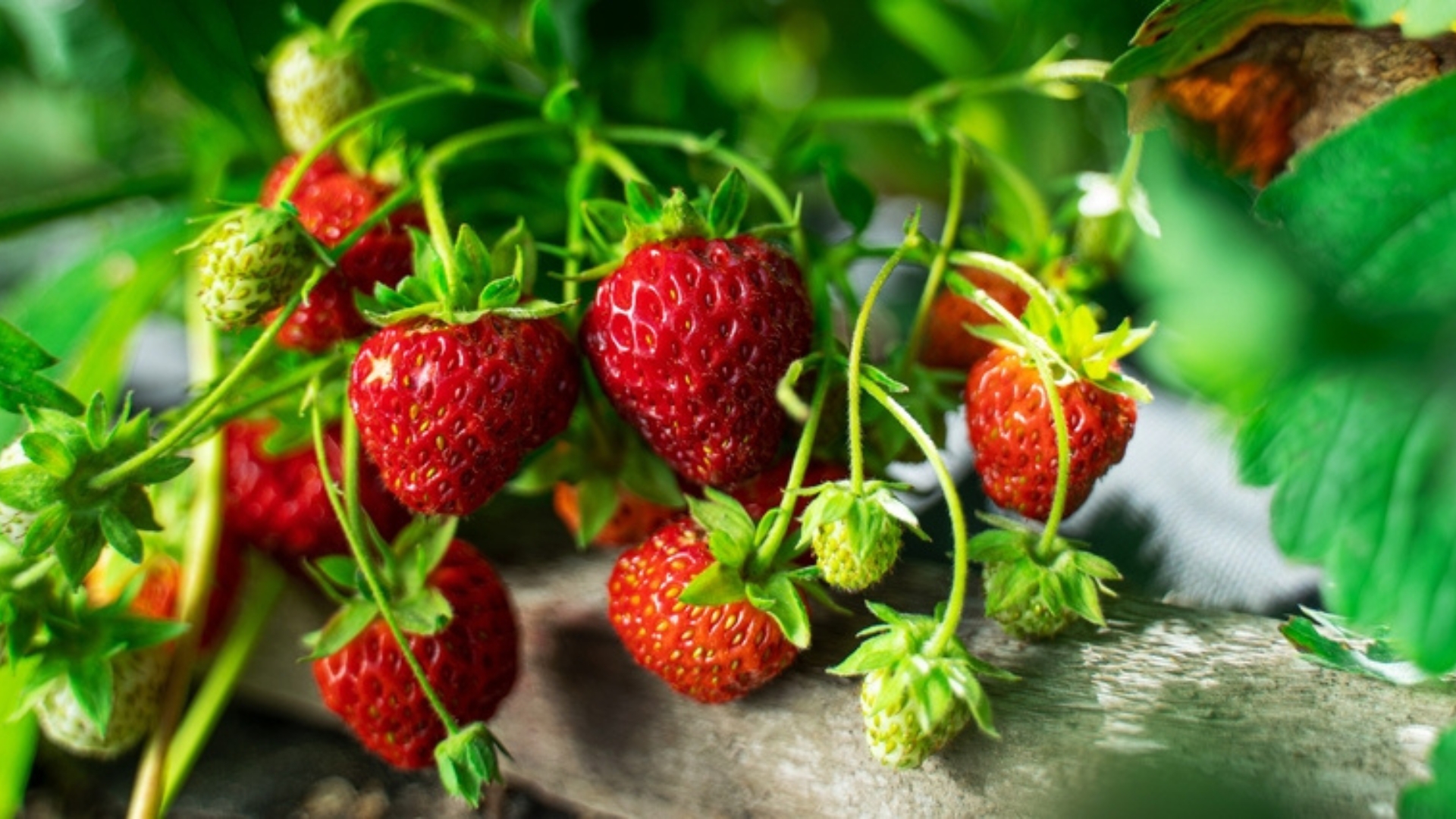 strawberries