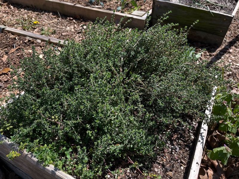 Herbs (Like Thyme & Oregano) – Tough, Useful, And Beautiful