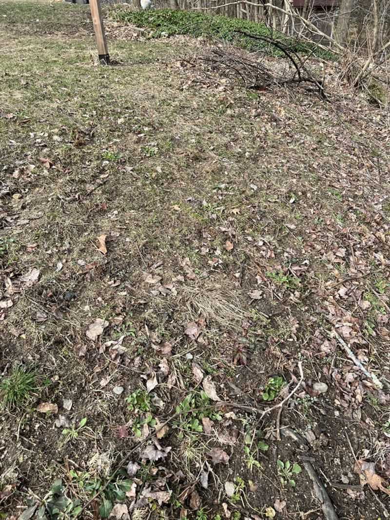 In Rocky Soil