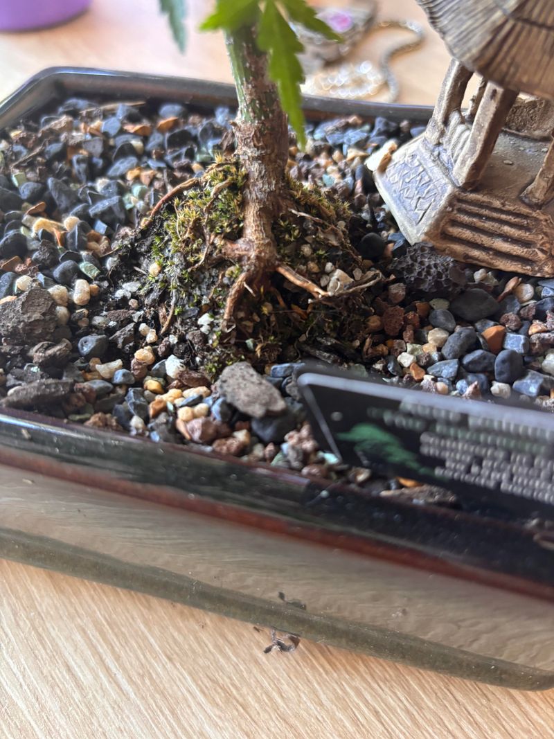 Not Repotting Timely