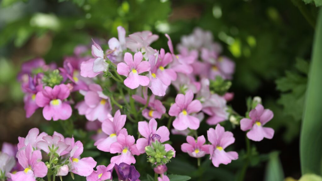 nemesia plant in bloom