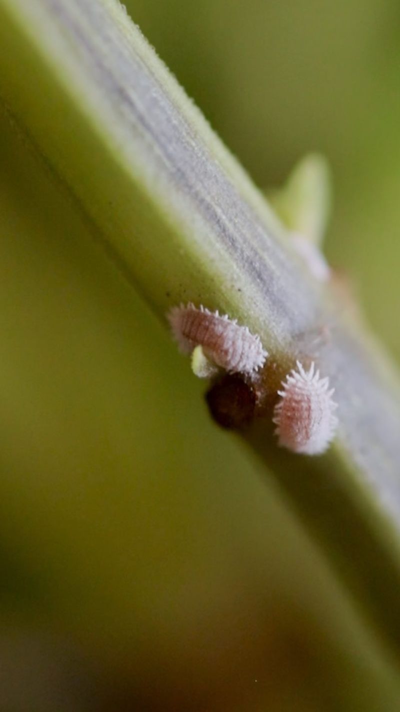 Never Forget to Check for Pests After Moving Outside