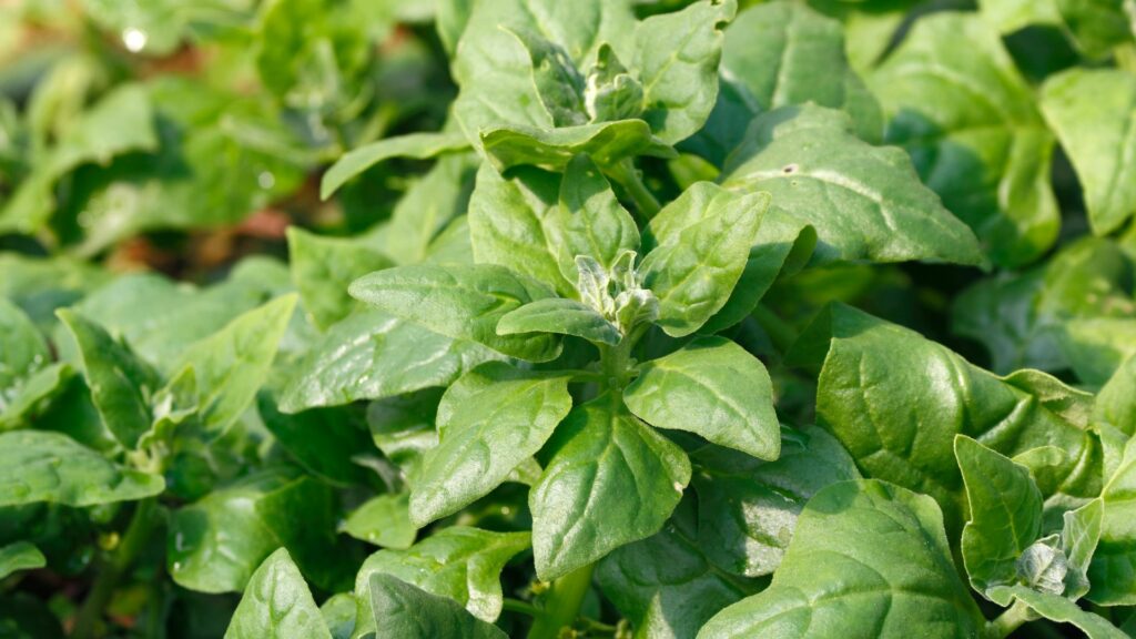 New Zealand Spinach