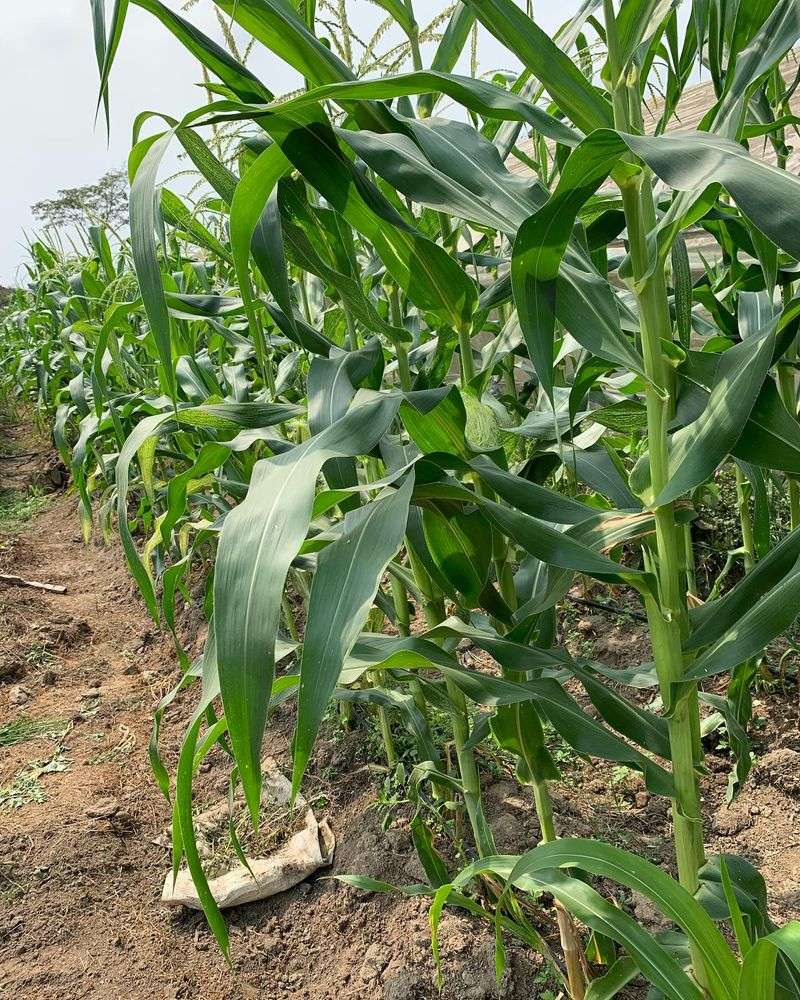 Near Corn