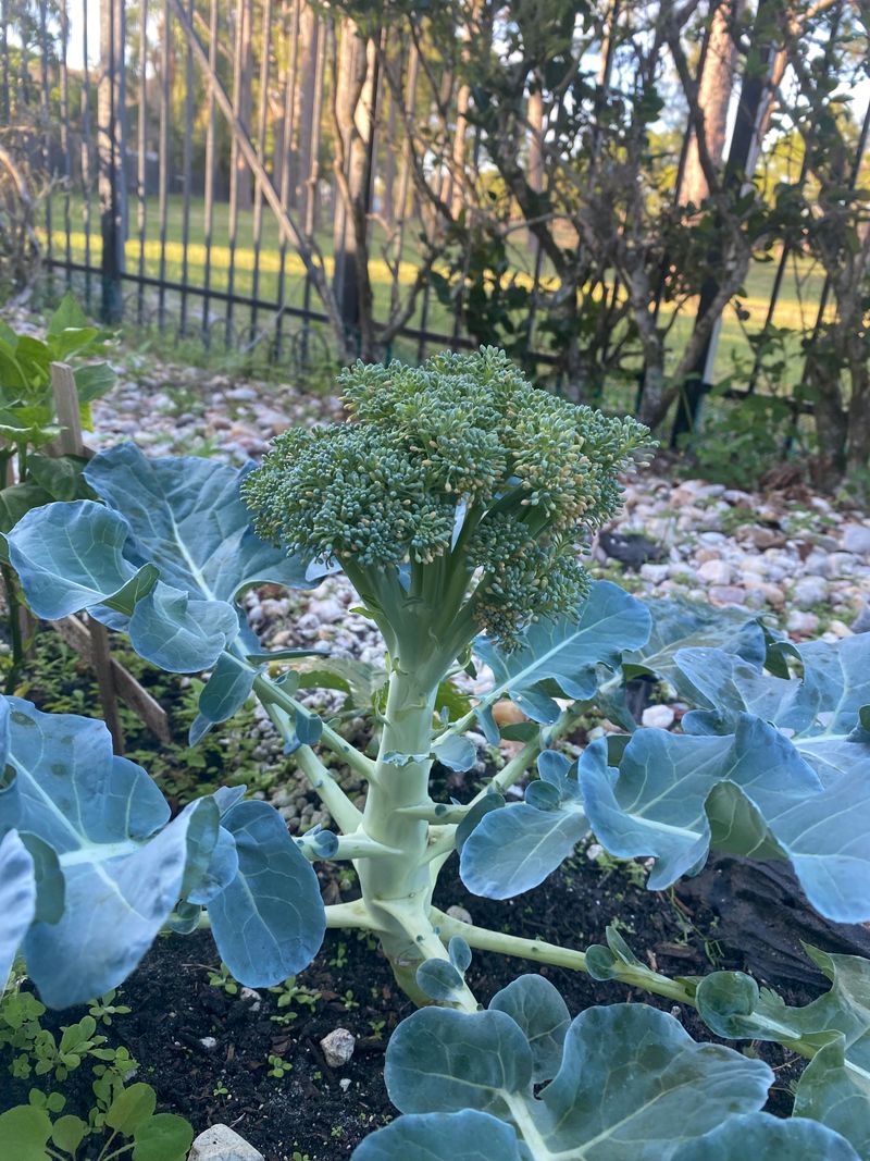 Next To Broccoli