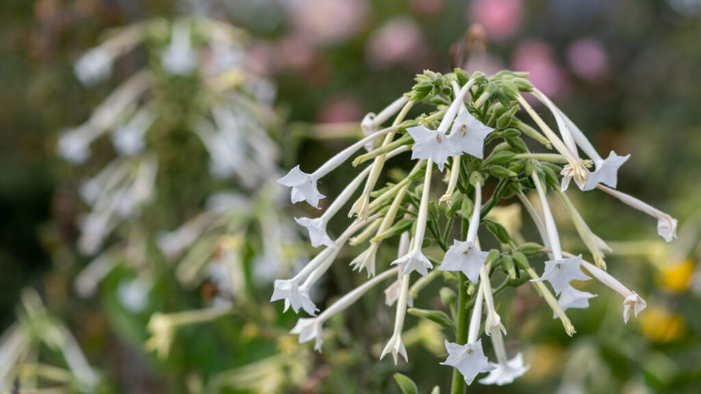nicotiana flower