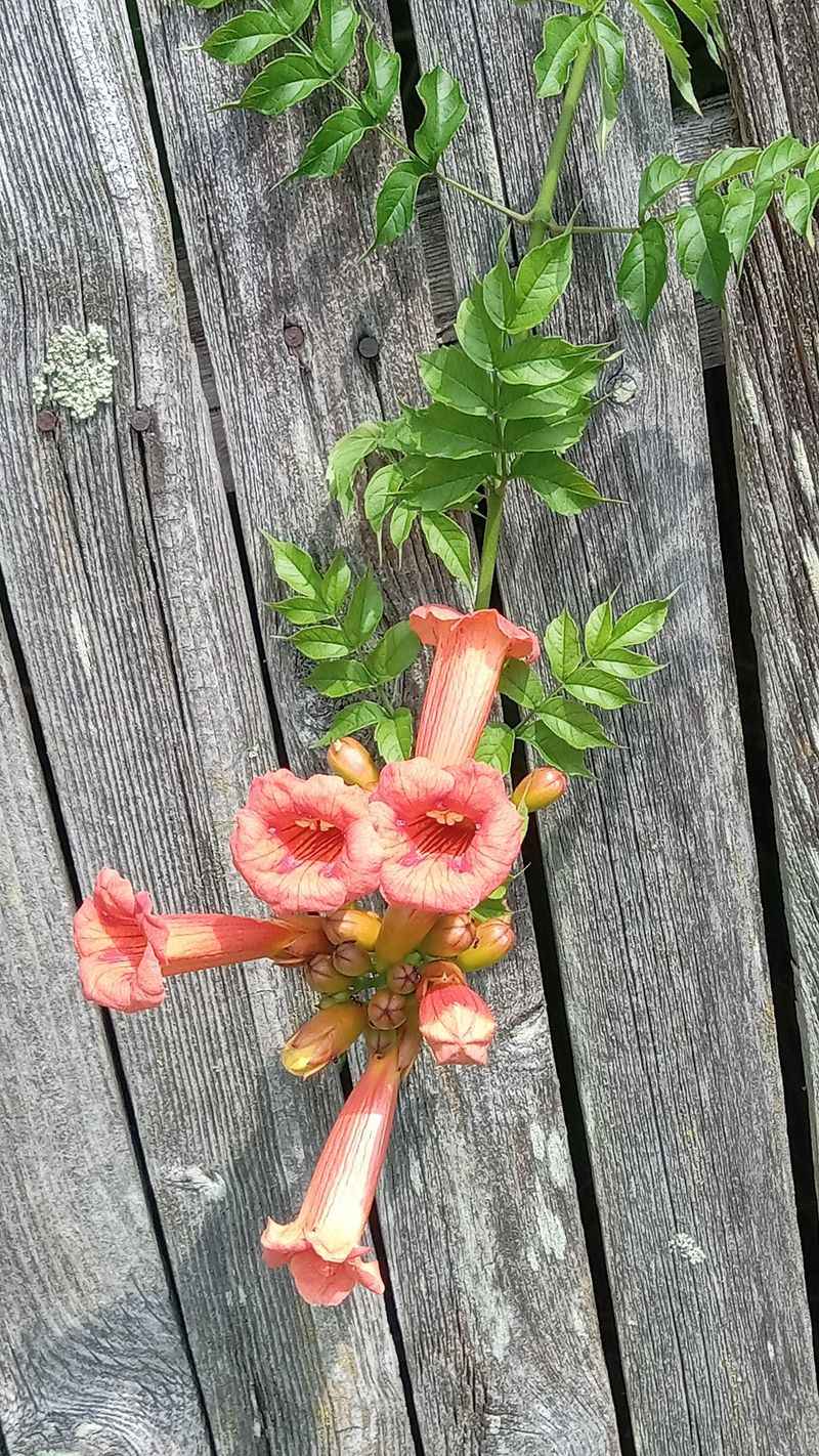 Trumpet Vine