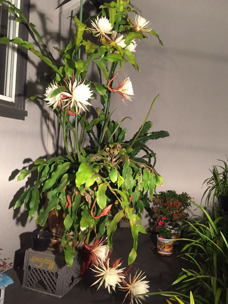 Epiphyllum