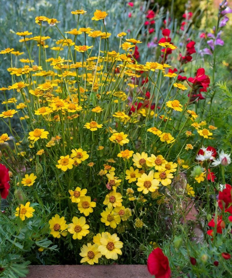 Moonbeam Coreopsis
