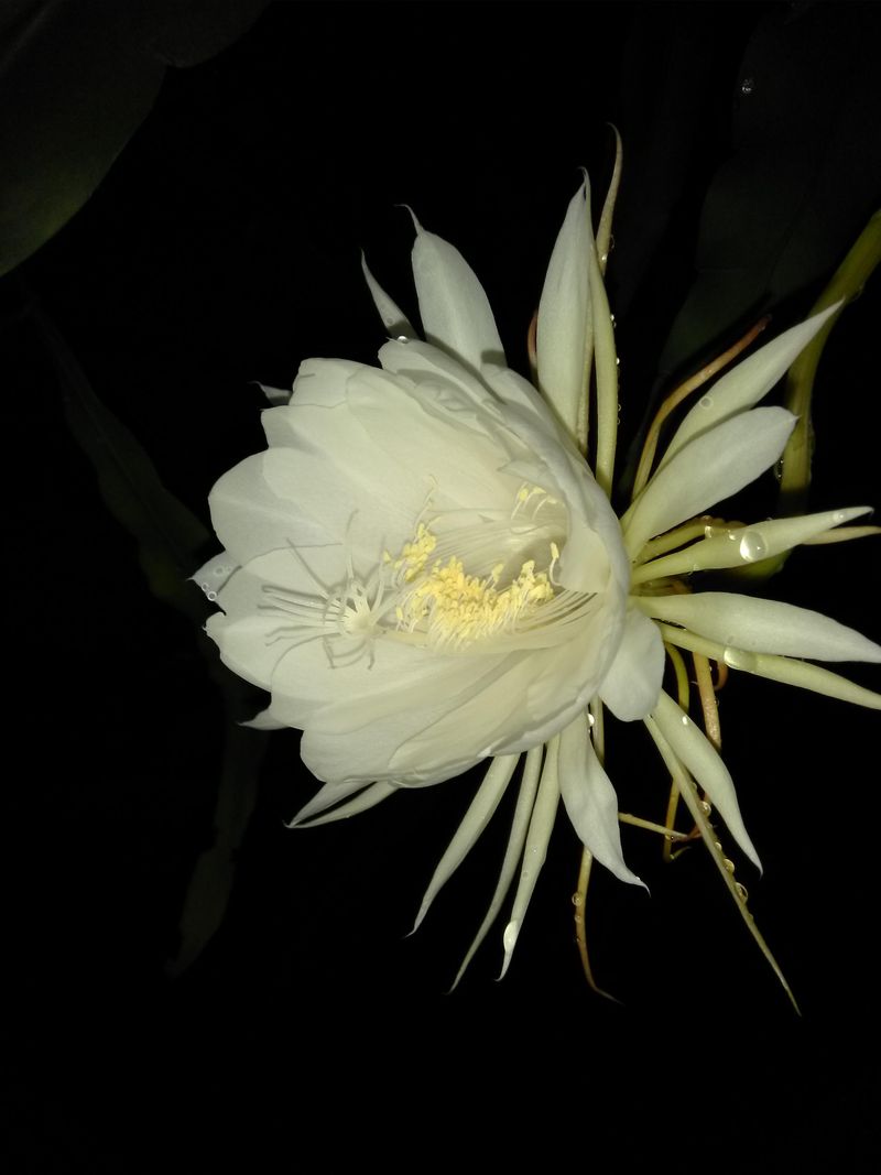 Moonlight Gardenia