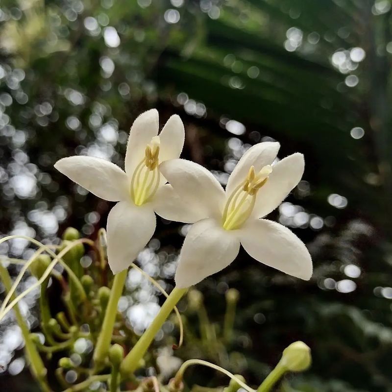 Sweet Night Scented Lily