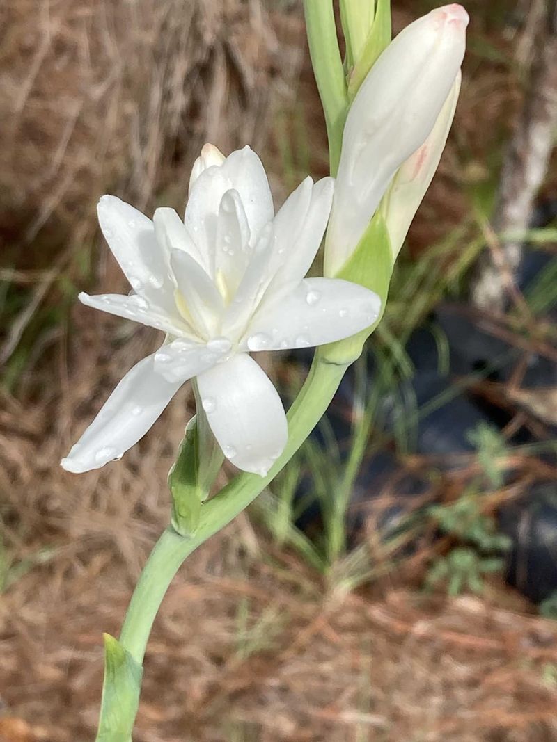 Tuberose