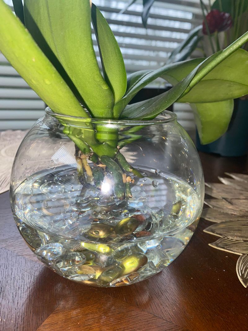 Helps Prevent Overwatering