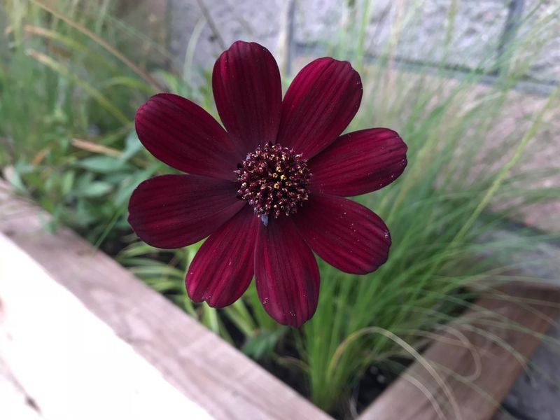 Pairs Beautifully With Other Pollinator Plants