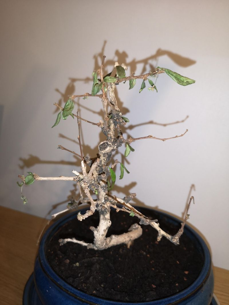 Neglecting Tree Health