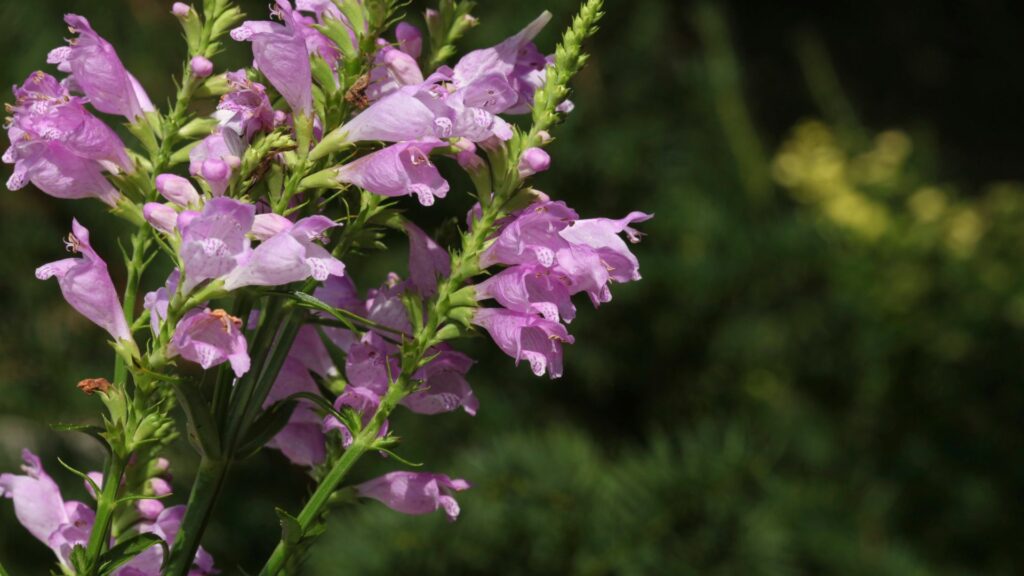 Obedient Plant