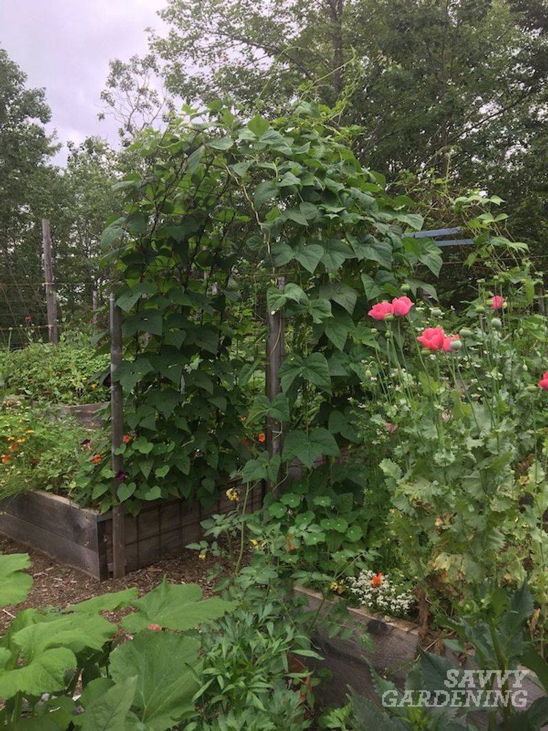 Fan Trellis