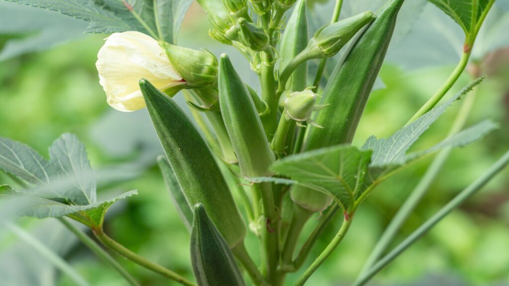 okra plant